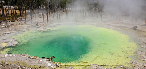 Emerald Geyser Spring, Back Basin, Norris Geyser Basin, geysers, geothermal springs in Yellowstone National Park, Wyoming, United States of America, USA