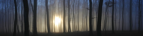 Sun shining through a fog-filled forest, Swabian Alb, Baden-Wuerttemberg, Germany, Europe