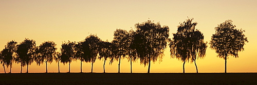 Avenue of trees at sunset, Hohenlohe, Baden-Wuerttemberg, Germany, Europe