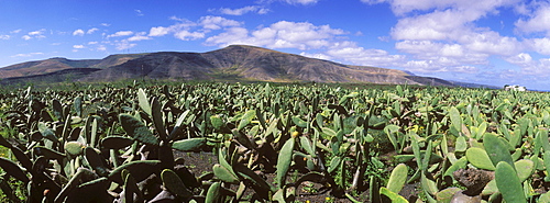 Cactus field for breeding lice for natural dyes in Guatiza, prickly pear (Opuntia ficus-indica), Lanzarote, Canary Islands, Spain, Europe