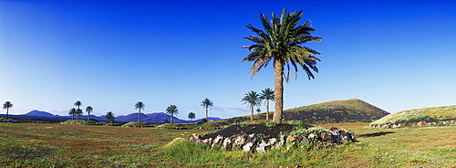 Date palms in a volcanic landscape near Uga, Lanzarote, Canary Islands, Spain, Europe