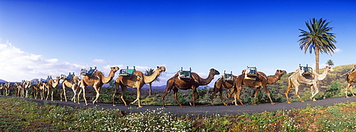 Camel caravan near Uga, Lanzarote, Canary Islands, Spain, Europe