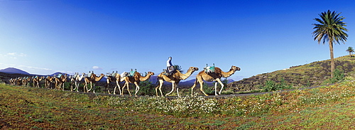 Camel caravan in volcanic landscape near Uga, Lanzarote, Canary Islands, Spain, Europe