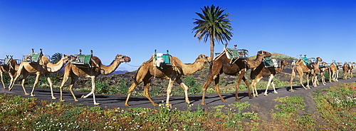 Camel caravan in volcanic landscape near Uga, Lanzarote, Canary Islands, Spain, Europe