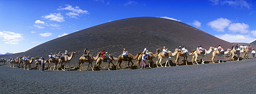 Tourists riding camels in Montana del Fuego de Timanfaya National Park, Lanzarote, Canary Islands, Spain, Europe