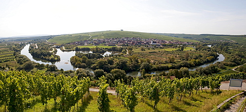 Main river bend in Nordheim am Main, Lower Franconia, Bavaria, Germany, Europe