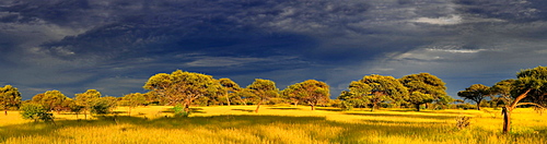 Morning atmosphere near Maun, Botswana, Africa