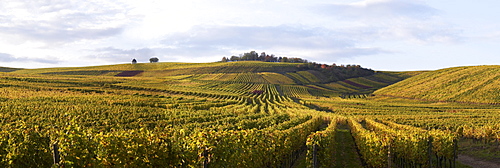 Vineyards in Hattenheim near Eltville, Rheingau, Hesse, Germany, Europe