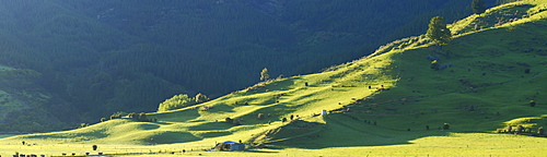 Green hills in soft morning light at Marlborough Sounds near Havelock, New Zealand