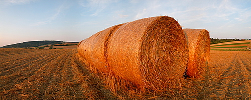 Straw ball on a field in the summer