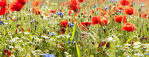 Flower meadow with poppies (Papaver rhoeas), Tulling, Bavaria, Germany, Europe