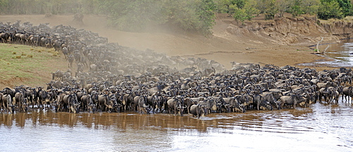 Wildebeest (Connochaetes taurinus), Gnu migration, wildebeest jostling on the shore of the Mara River, Masai Mara, East Africa, Africa