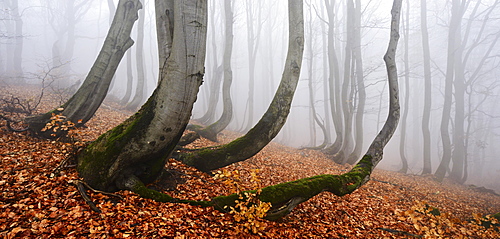 Mysterious forest in the fog, bizarrely overgrown bare beeches with curved trunks, autumn, Ore Mountains, Czech Republic, Europe