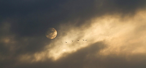 Greylag geese (Anser anser) in flight, cloudy sky with the moon, near Potsdam, Brandenburg, Germany, Europe