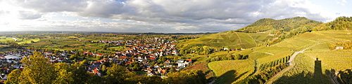 Vineyards of Ortenberg near Offenburg, Baden-Wuerttemberg, Germany, Europe