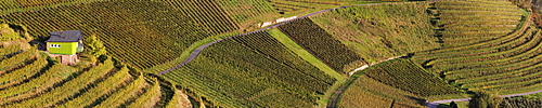 Vineyards of Ortenberg near Offenburg, Baden-Wuerttemberg, Germany, Europe