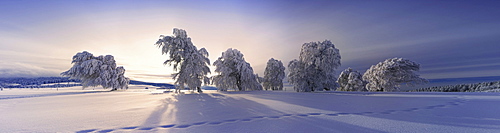 Wind swept beech tree with hoarfrost on Mt Schauinsland, snow, Black Forest, Freiburg district, Baden-Wuerttemberg, Germany, Europe