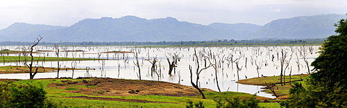 Inland lake with dead trees, Arugam Bay, Sri Lanka, South Asia