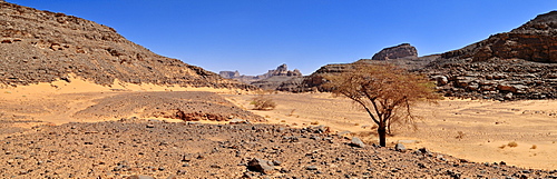 Large Wadi, Oued with acacia tree, Tadrart, Tassili n'Ajjer National Park, Unesco World Heritage Site, Algeria, Sahara, North Africa