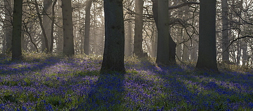 A view of the bluebells in the woodland at Blickling, Norfolk, England, United Kingdom, Europe