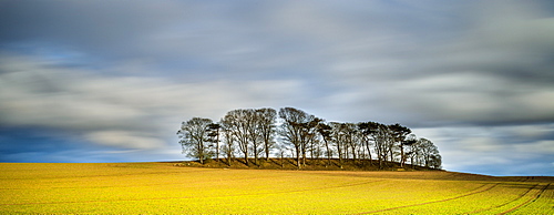 Copse atop drumlin near Boroughbridge on a showery spring evening, North Yorkshire, Yorkshire, England, United Kingdom, Europe