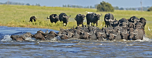 African buffalo in the river, Savuti Chobe NP Botswana