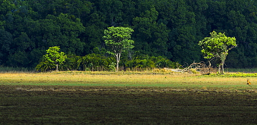 Puku in Savannah, PN Kasanka Zambia