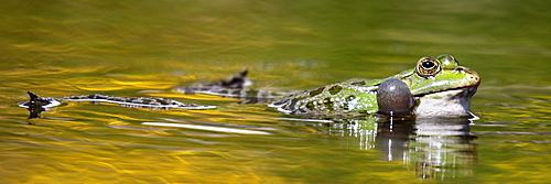 Male Lowland frog swimming in a pond, France 