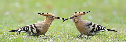 Hoopoe feeding its young in the grass, France 