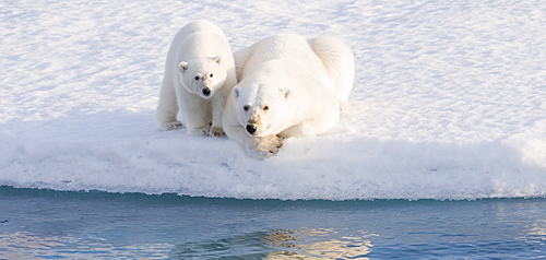 Two Polar Bears (Ursus maritimus). Longyearbyen, Svalbard, Norway