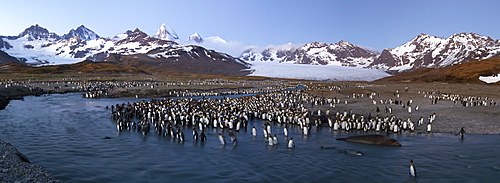 A panoramic view of sunrise at St. Andrews Bay on South Georgia Island, Southern Ocean