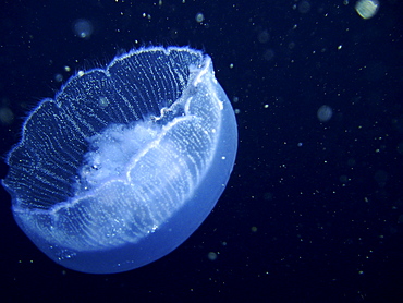 Jellyfish. Red Sea, Egypt.   (RR)