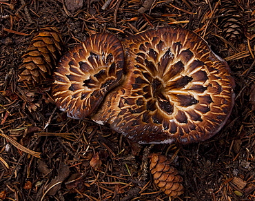 Mushrooms, Beartooth Mountain Mushroom, Beartooth Mountains; Wyoming; 