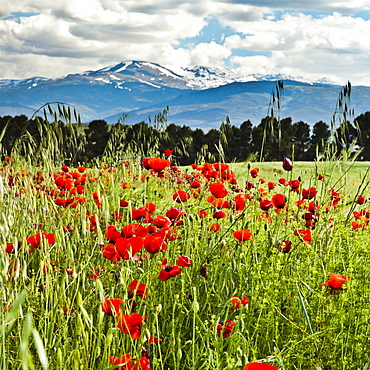 Wild poppies (Papaver rhoeas) and wild grasses in front of snow capped Sierra Nevada mountains, Andalucia, Spain, Europe