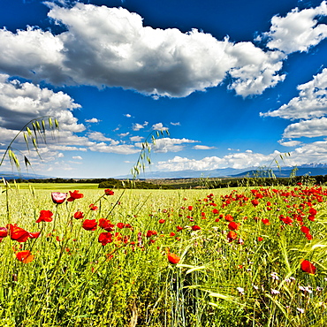 Wild poppies (Papaver rhoeas) and wild grasses in front of Sierra Nevada mountains, Andalucia, Spain, Europe