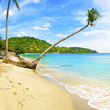 Overhanging palm tree, Nippah Beach, Lombok, West Nusa Tenggara, Indonesia, Southeast Asia, Asia