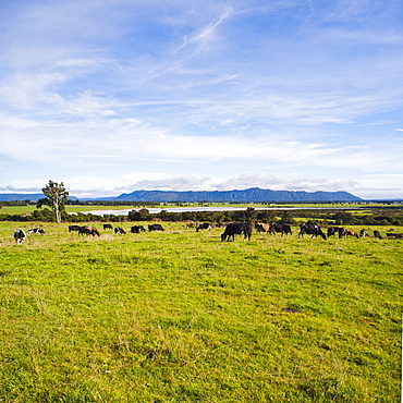 Herd of cows on farmland on the West Coast, South Island, New Zealand, Pacific 