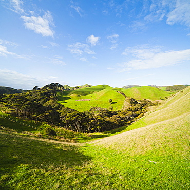 Countryside on the walk to Wharariki Beach, Wharariki, Golden Bay, Tasman Region, South Island, New Zealand, Pacific 