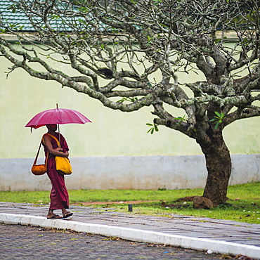 Buddhist monk at Sri Maha Bodhi in the Mahavihara (The Great Monastery), Sacred City of Anuradhapura, UNESCO World Heritage Site, Sri Lanka, Asia 