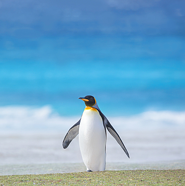 King penguin (Aptenodytes patagonicus) walking on the beach, East Falkland, Falkland Islands, South America