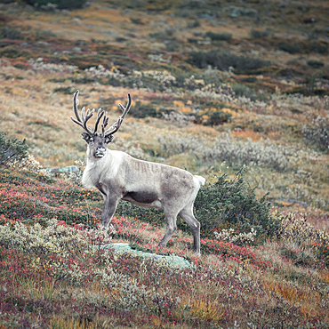 Reindeer in the countryside of Jämtland in autumn in Sweden