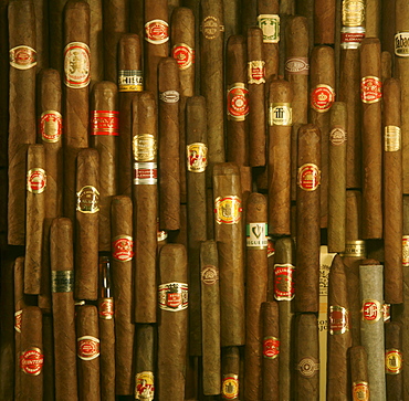 Cuban cigars, Close-up, Cuba, Carribean, North America, Amerika