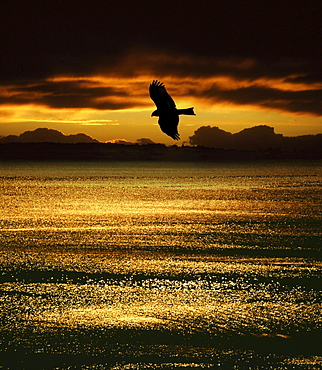 Osprey flying above lake Baikal in the evening, Siberia, Russia