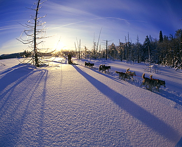 Dog-Sledding on Frozen Lake, Lanaudiere County, Entrelacs, Quebec