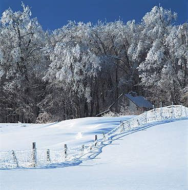 Maple Trees in Frost, St. Magloire, Chaudiere-Appalaches, Quebec