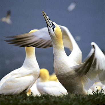 Gannet, Bonaventure Island, Gaspe Coast, Quebec