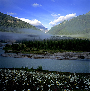 Kootenay River and Trees in Mist, Kootenay Park, British Columbia.