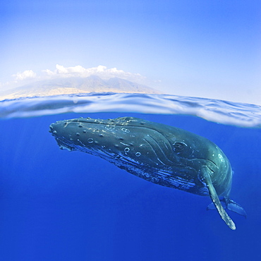 Hawaii, Maui, Close-up of Humpback whale near the oceans surface.