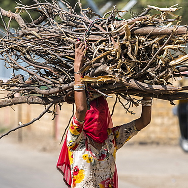 Indian woman with covered face carries a large bundle of branches on her head, Kishan Ghjat, Rajasthan, India