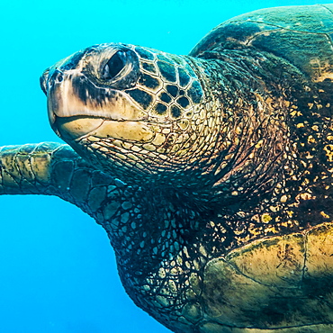 Green Sea Turtle (Chelonia mydas) swimming off Kauai, Hawaii, during the spring, Kauai, Hawaii, United States of America